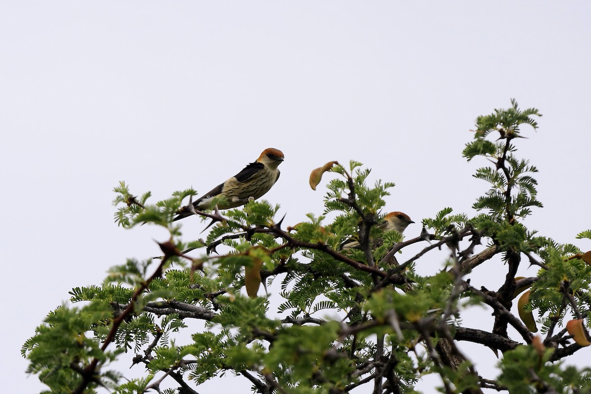 Greater Striped Swallow - ML205824791