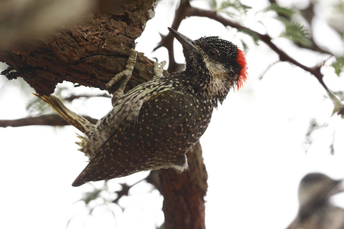 Golden-tailed Woodpecker (Golden-tailed) - ML205824881