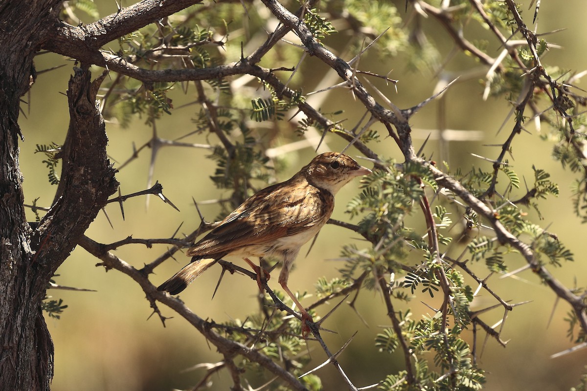 Fawn-colored Lark (Fawn-colored) - Loutjie Steenberg