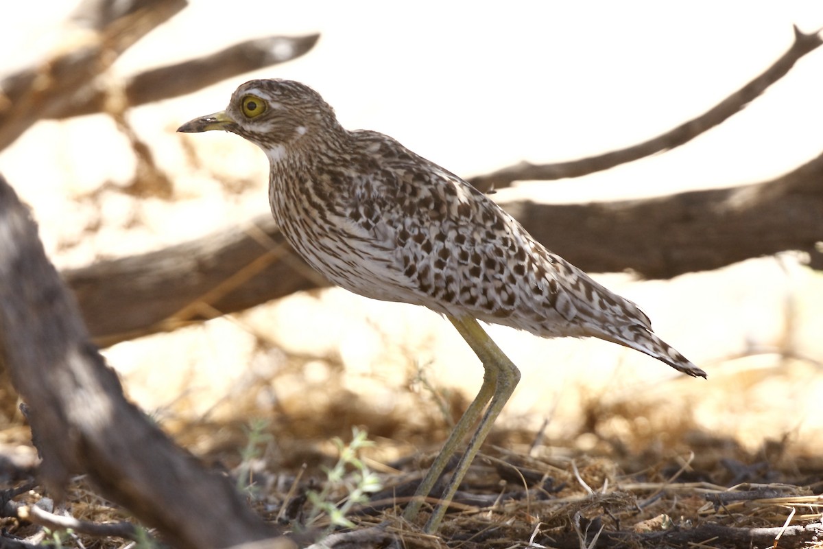 Spotted Thick-knee - Loutjie Steenberg