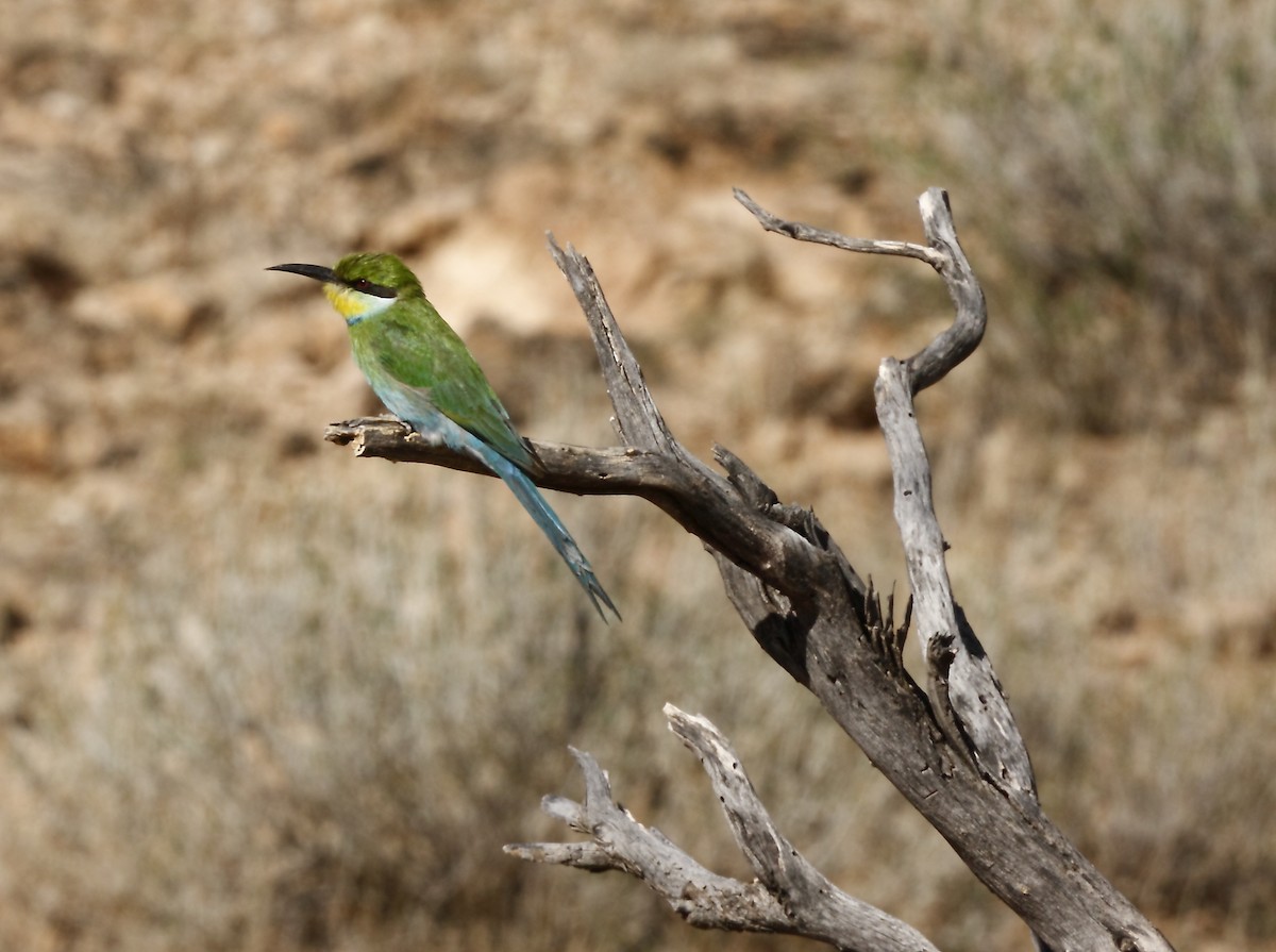 Swallow-tailed Bee-eater - ML205825071