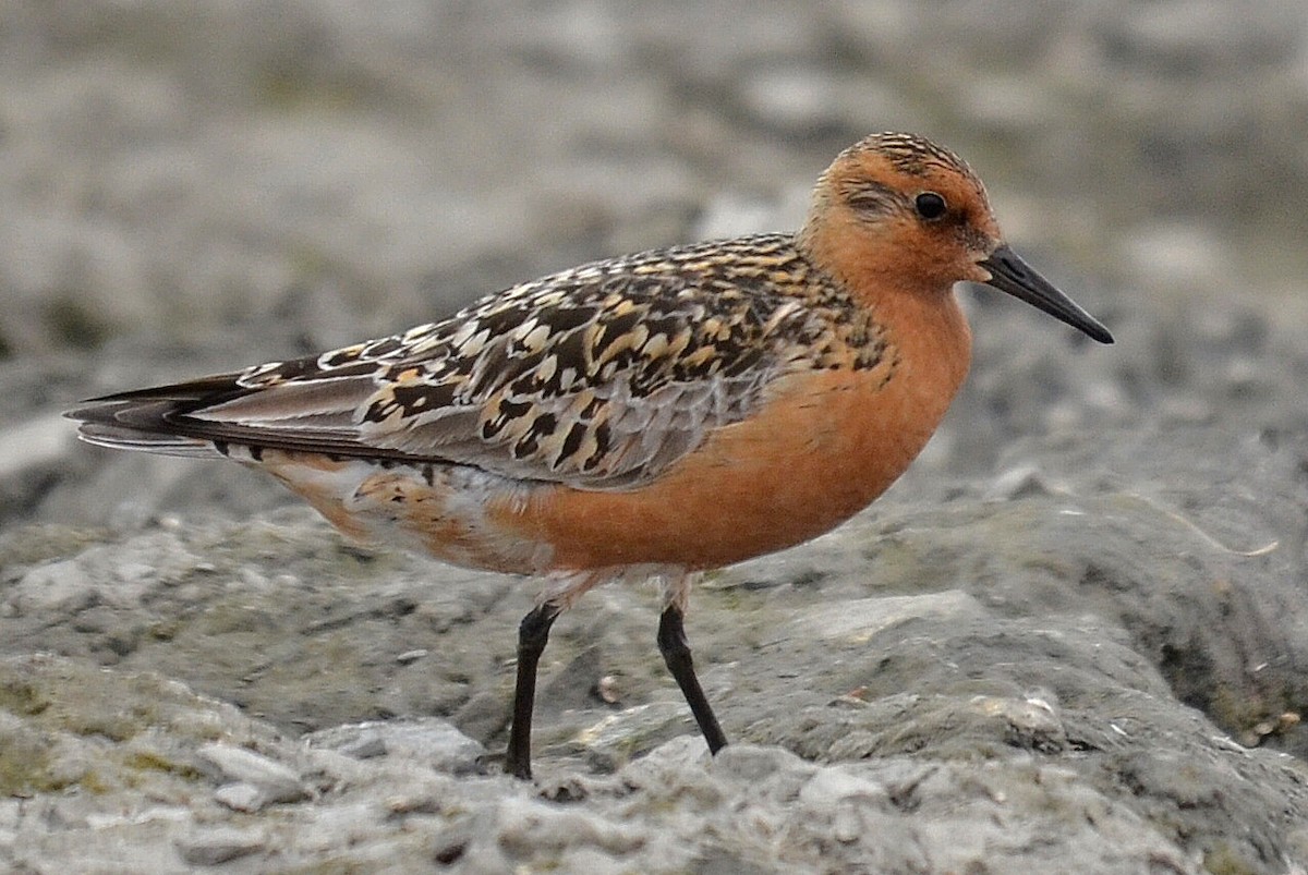 Red Knot - ML205825151