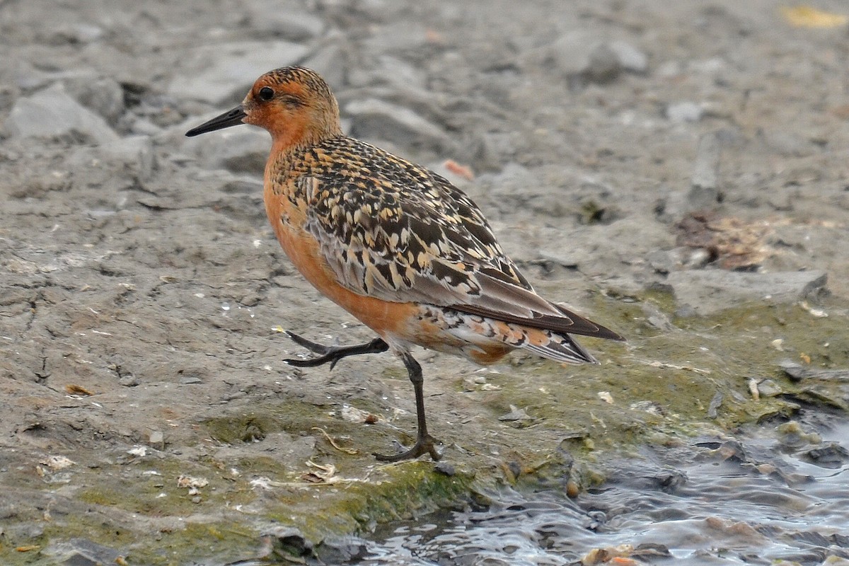 Red Knot - ML205825201