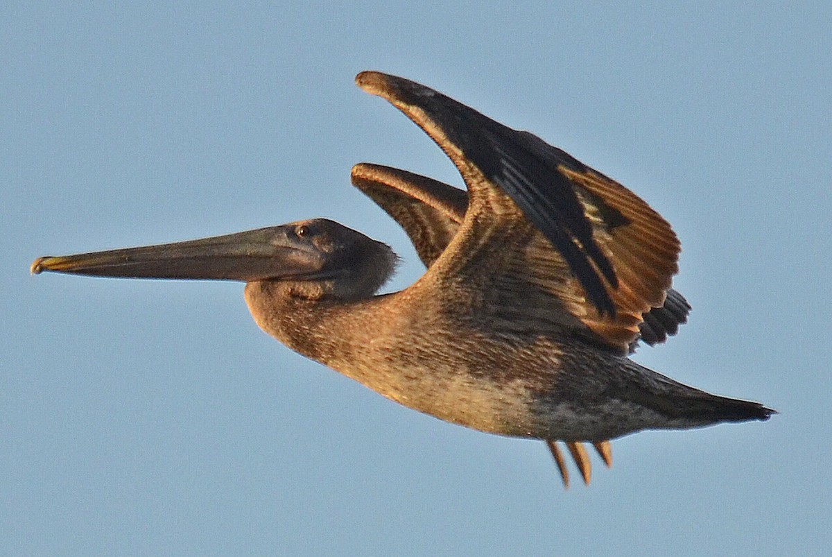 Brown Pelican - Ken Simonite