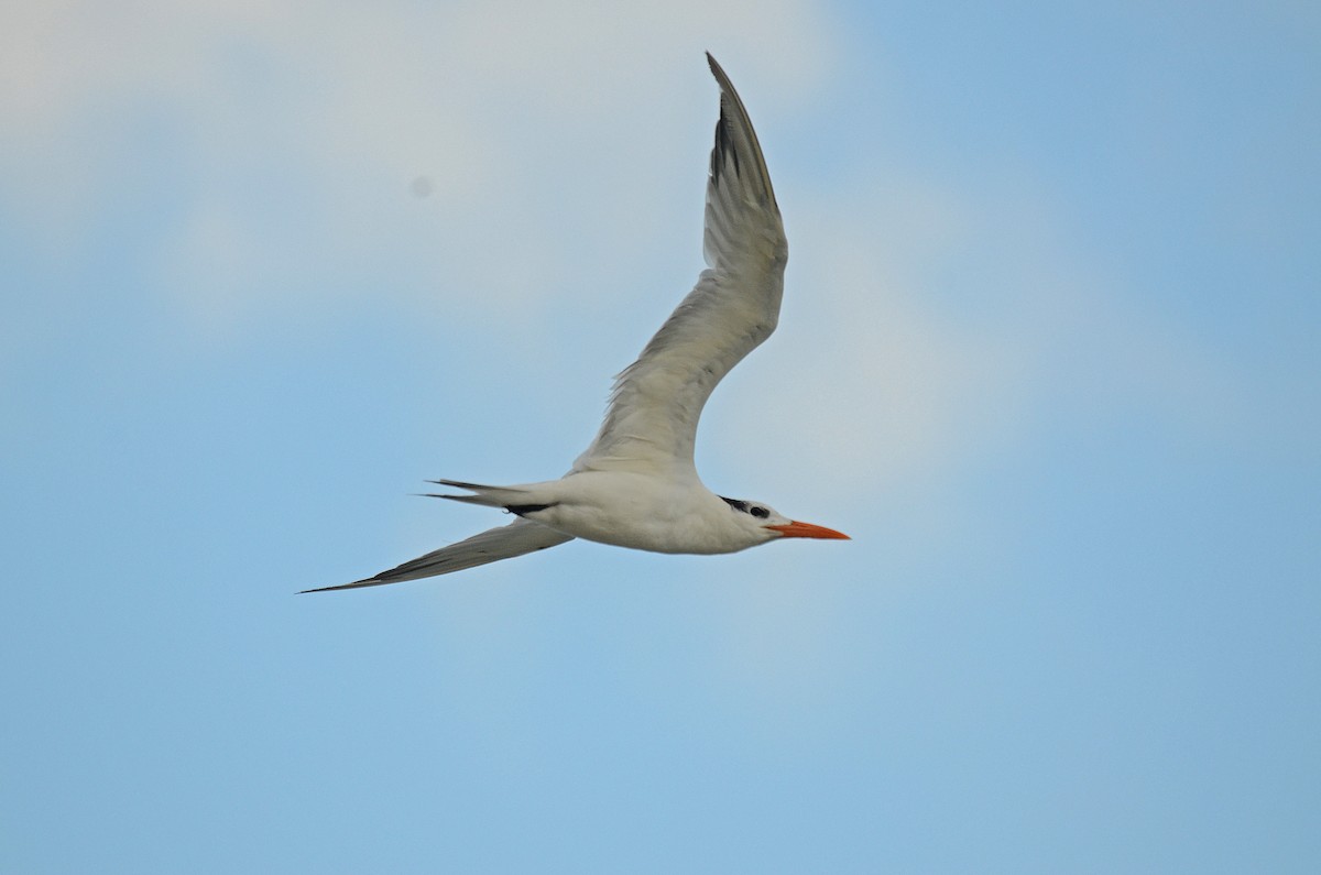 Royal Tern - Ken Simonite