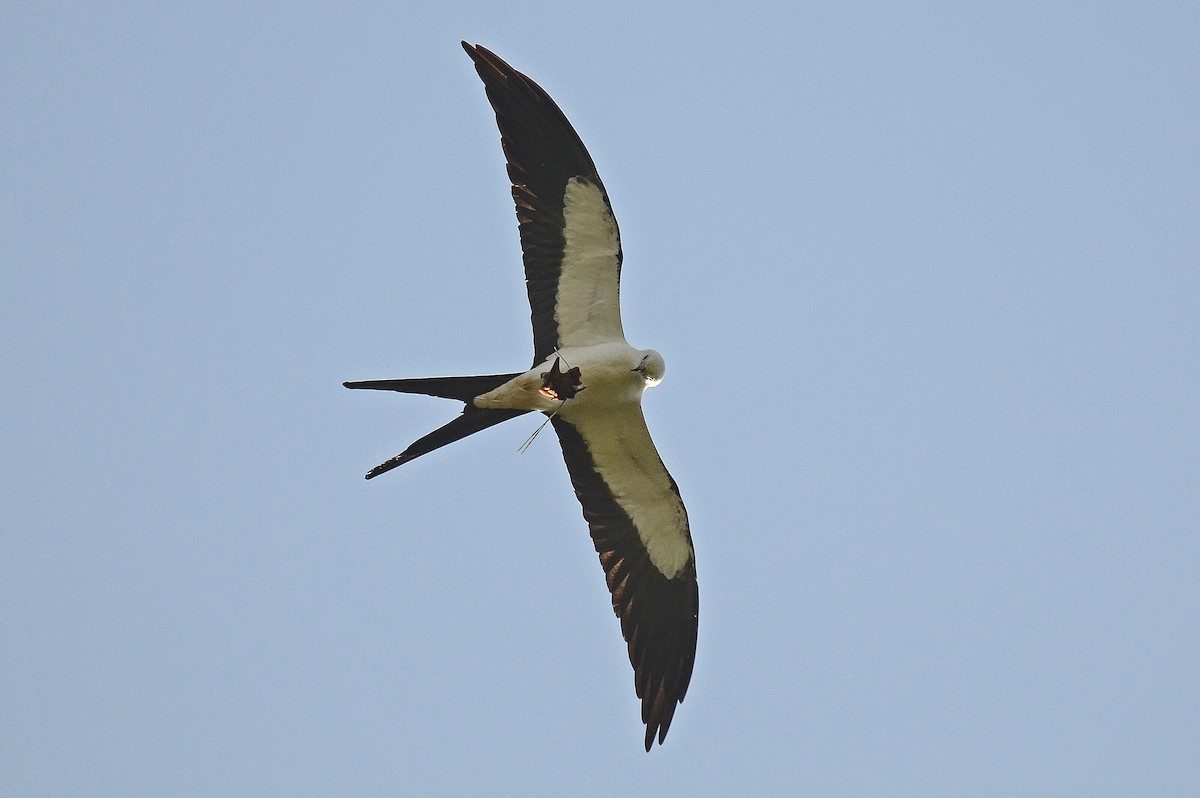 Swallow-tailed Kite - ML205825621