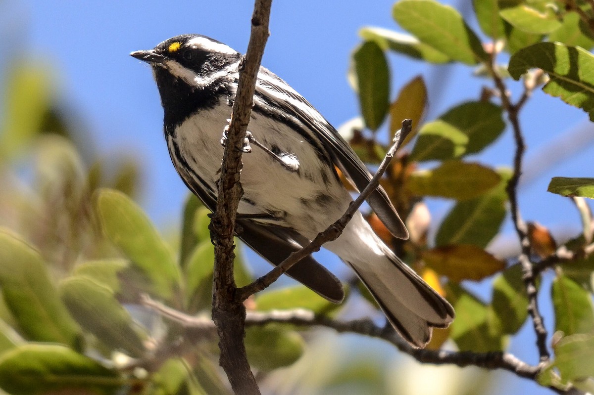 Black-throated Gray Warbler - Ken Simonite