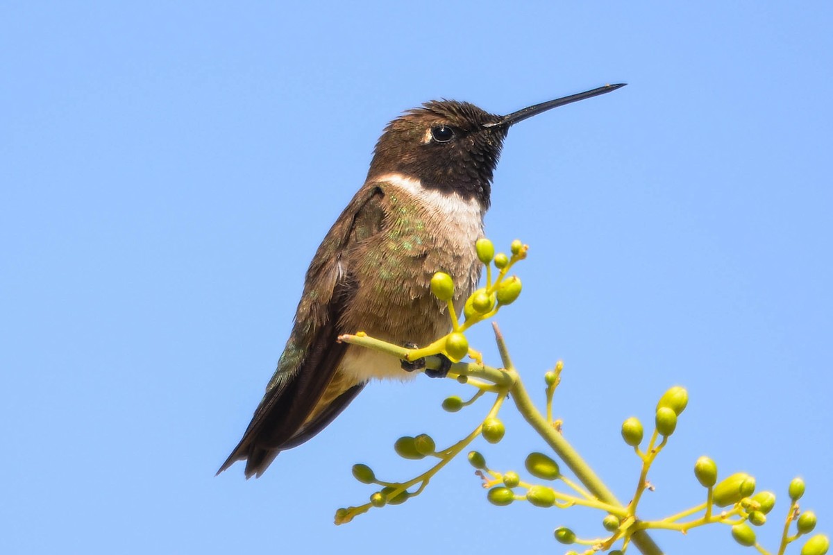 Black-chinned Hummingbird - Ken Simonite