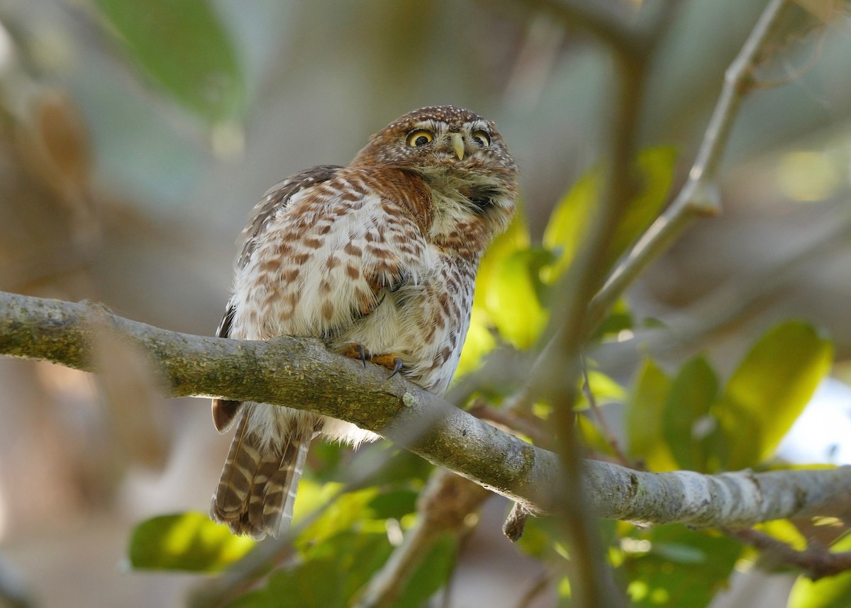 Cuban Pygmy-Owl - ML205825991