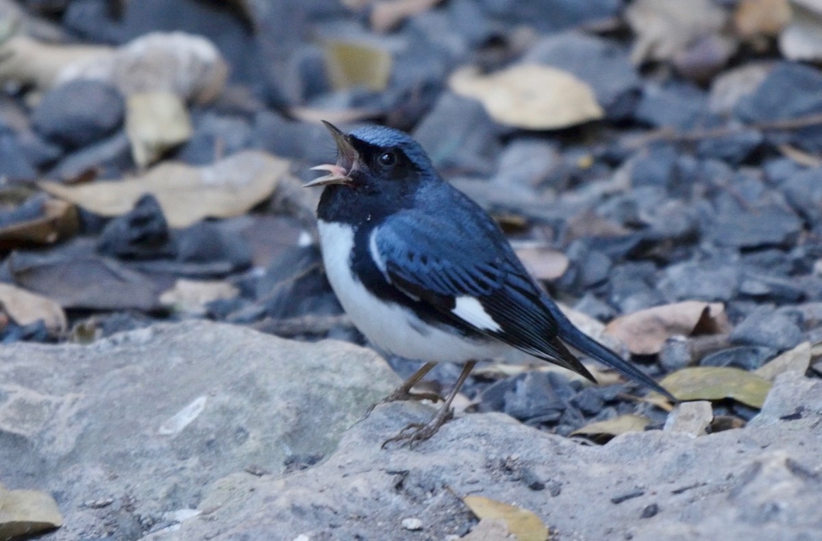 Black-throated Blue Warbler - Greg Baker