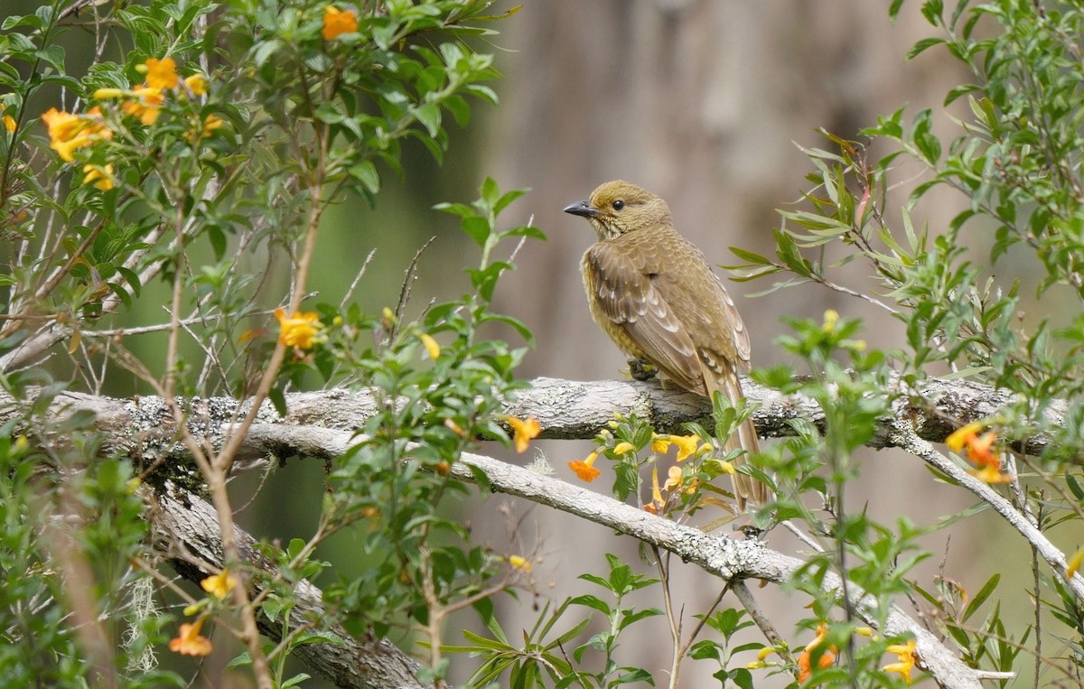 Yellow-breasted Bowerbird - ML205826141