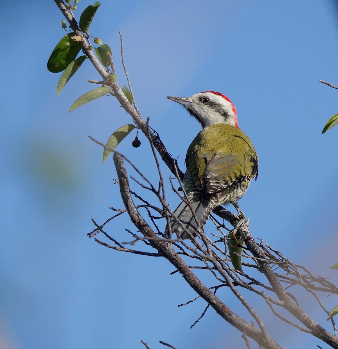 Cuban Green Woodpecker - Greg Baker