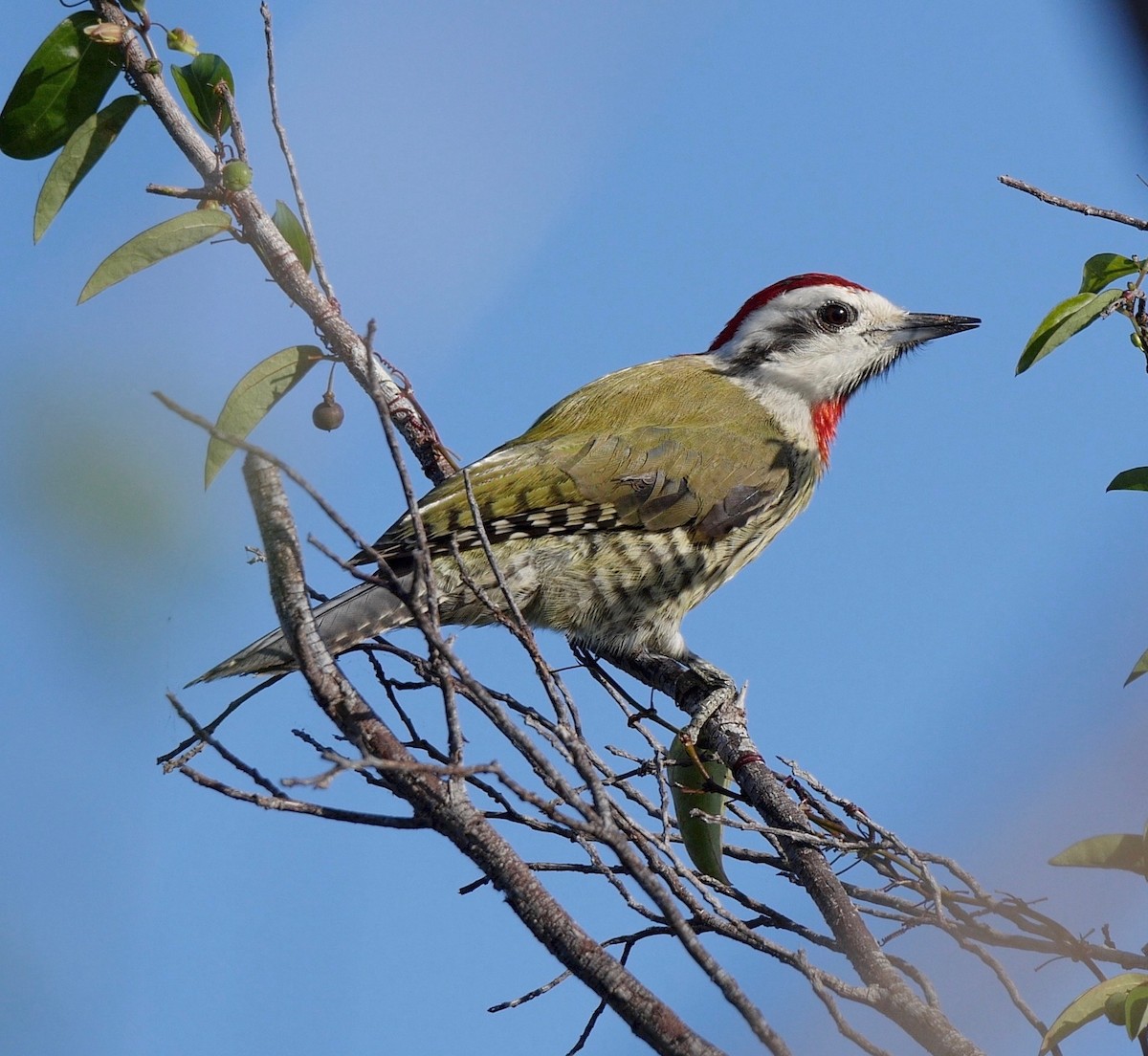 Cuban Green Woodpecker - ML205826201