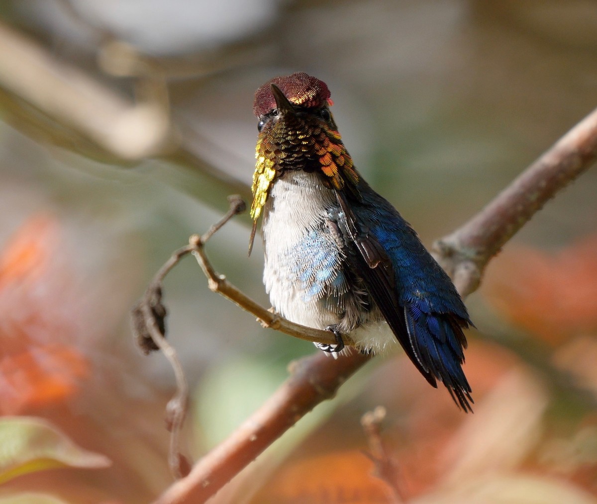 Bee Hummingbird - Greg Baker