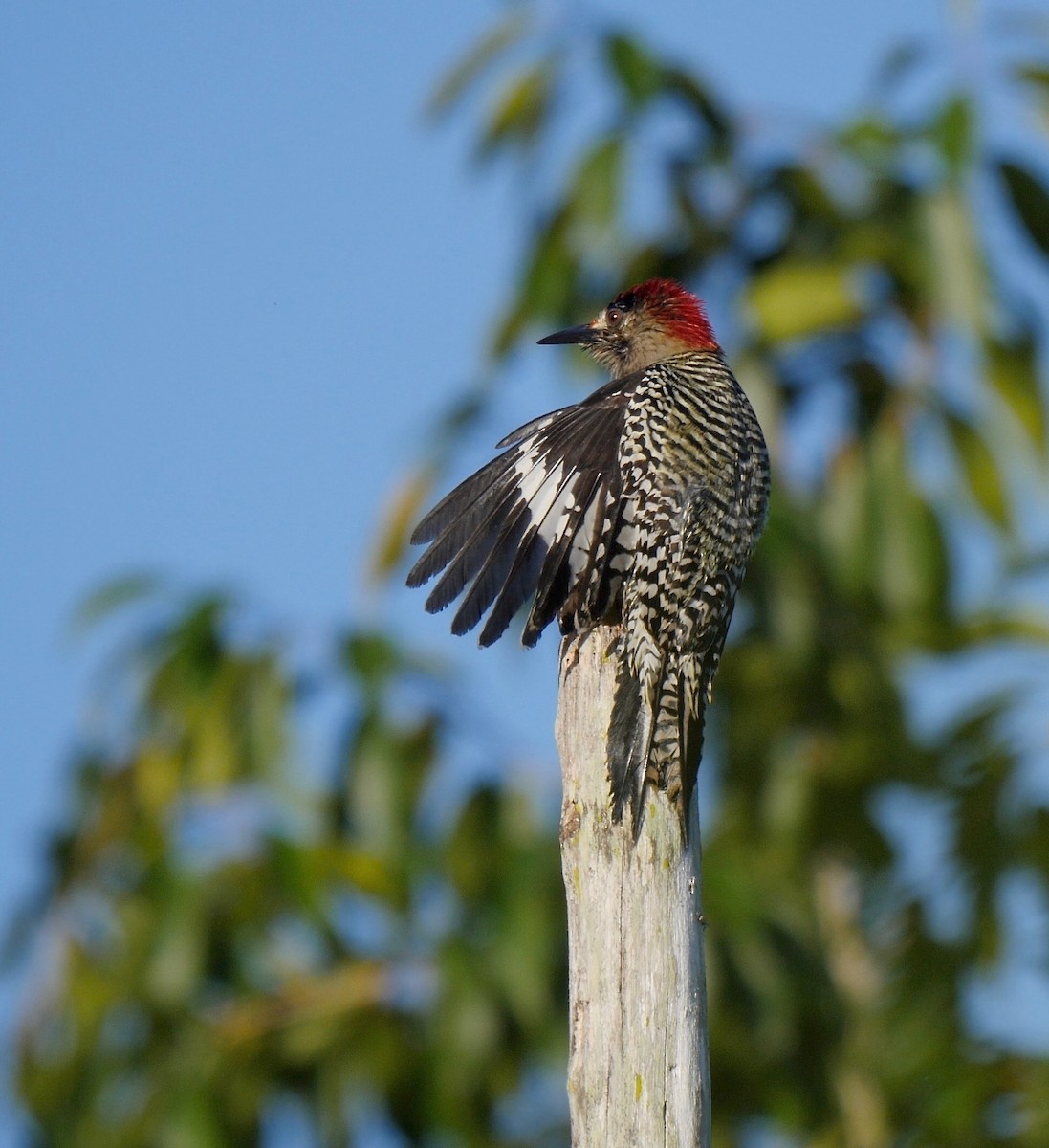 West Indian Woodpecker - ML205826331