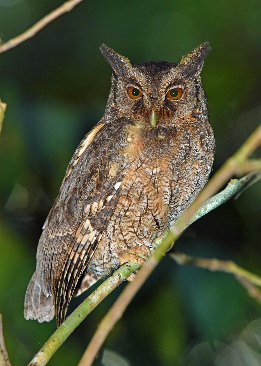 Tawny-bellied Screech-Owl (Austral) - Tini & Jacob Wijpkema