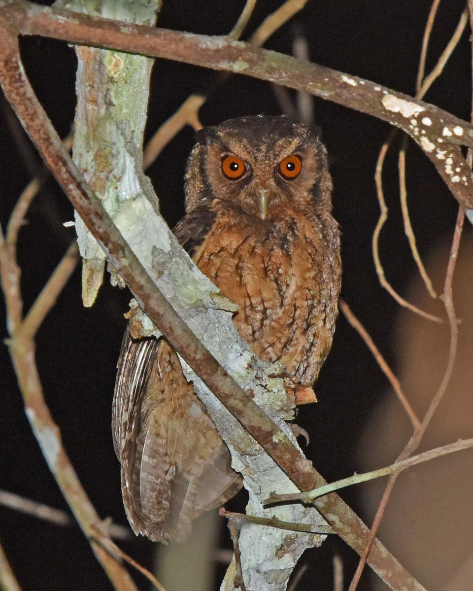 Tawny-bellied Screech-Owl (Austral) - Tini & Jacob Wijpkema