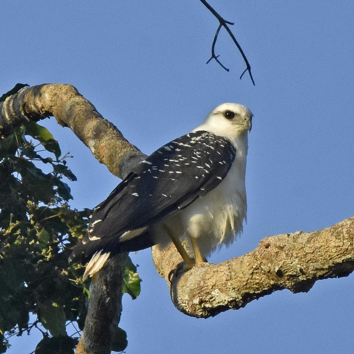 White Hawk (Black-tailed) - ML205826981