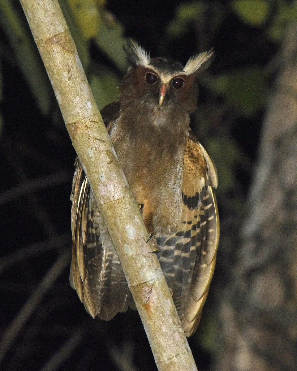 Crested Owl - ML205827021