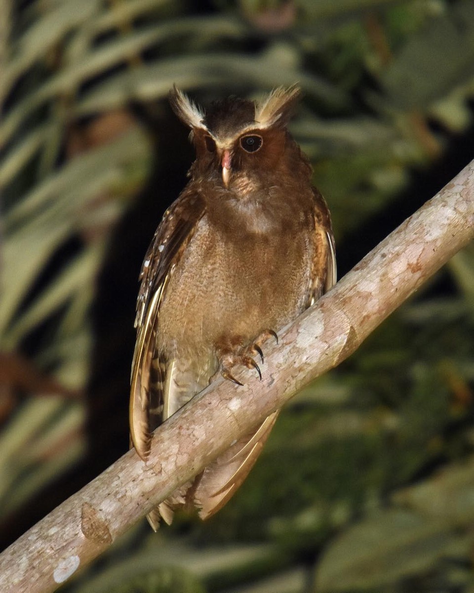 Crested Owl - ML205827031
