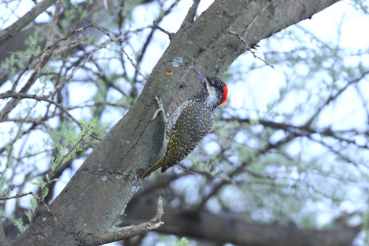 Golden-tailed Woodpecker (Golden-tailed) - Loutjie Steenberg