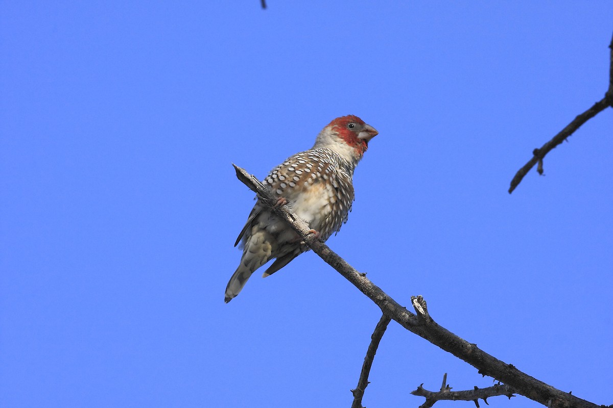Red-headed Finch - Loutjie Steenberg