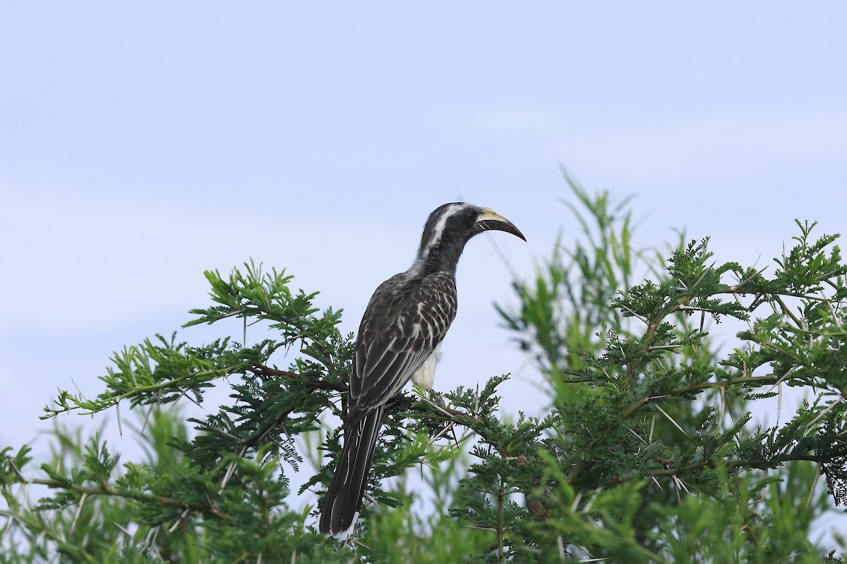 African Gray Hornbill - Loutjie Steenberg