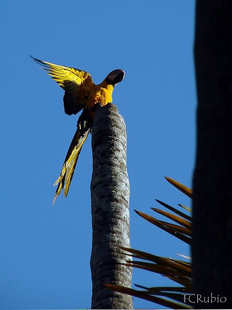 Blue-and-yellow Macaw - ML205827251