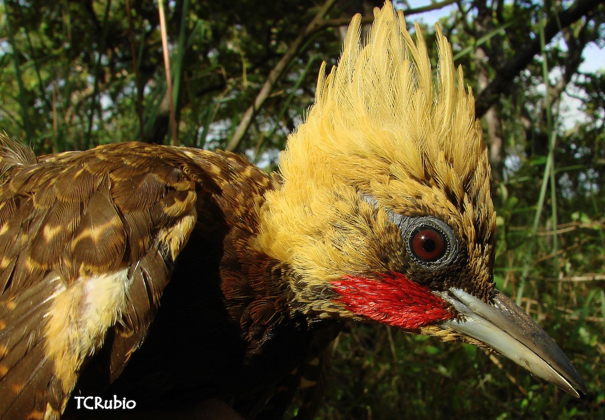 Pale-crested Woodpecker - ML205827471