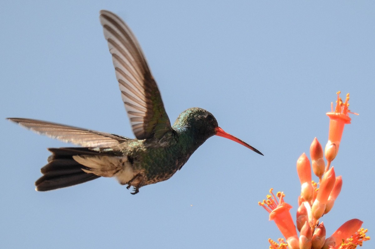 Broad-billed Hummingbird - Ken Simonite