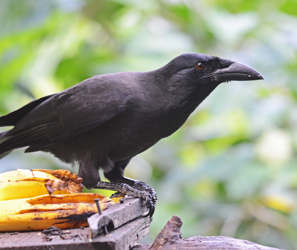 Jamaican Crow - ML205828111