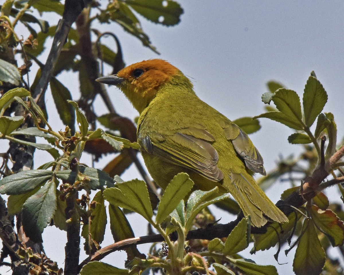 Rust-and-yellow Tanager - ML205828441