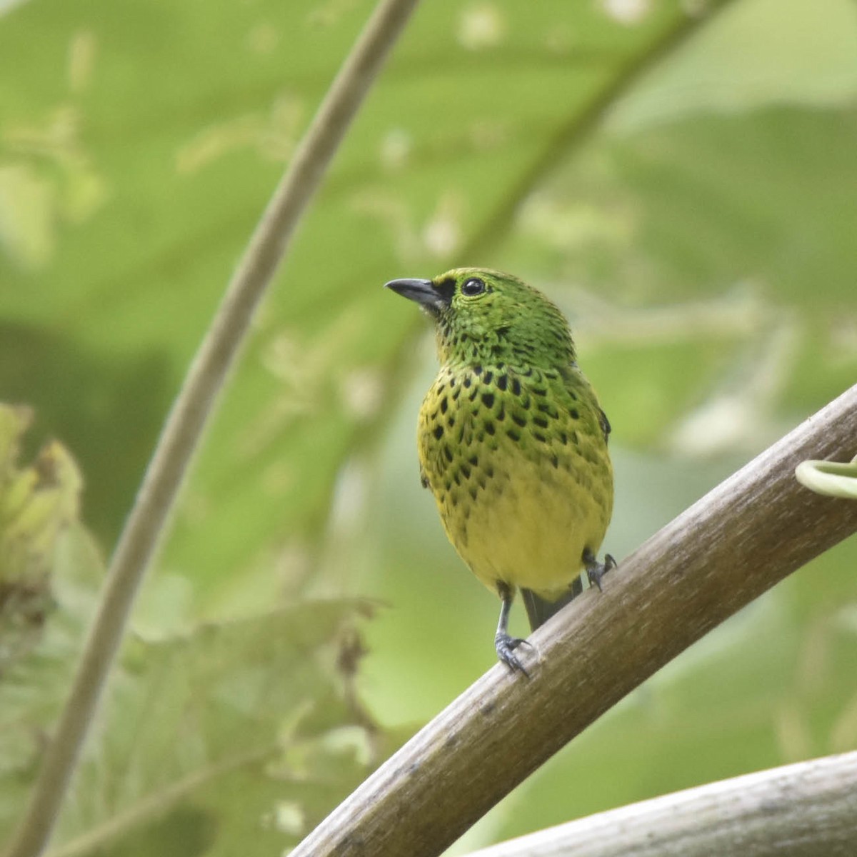 Yellow-bellied Tanager - ML205828671