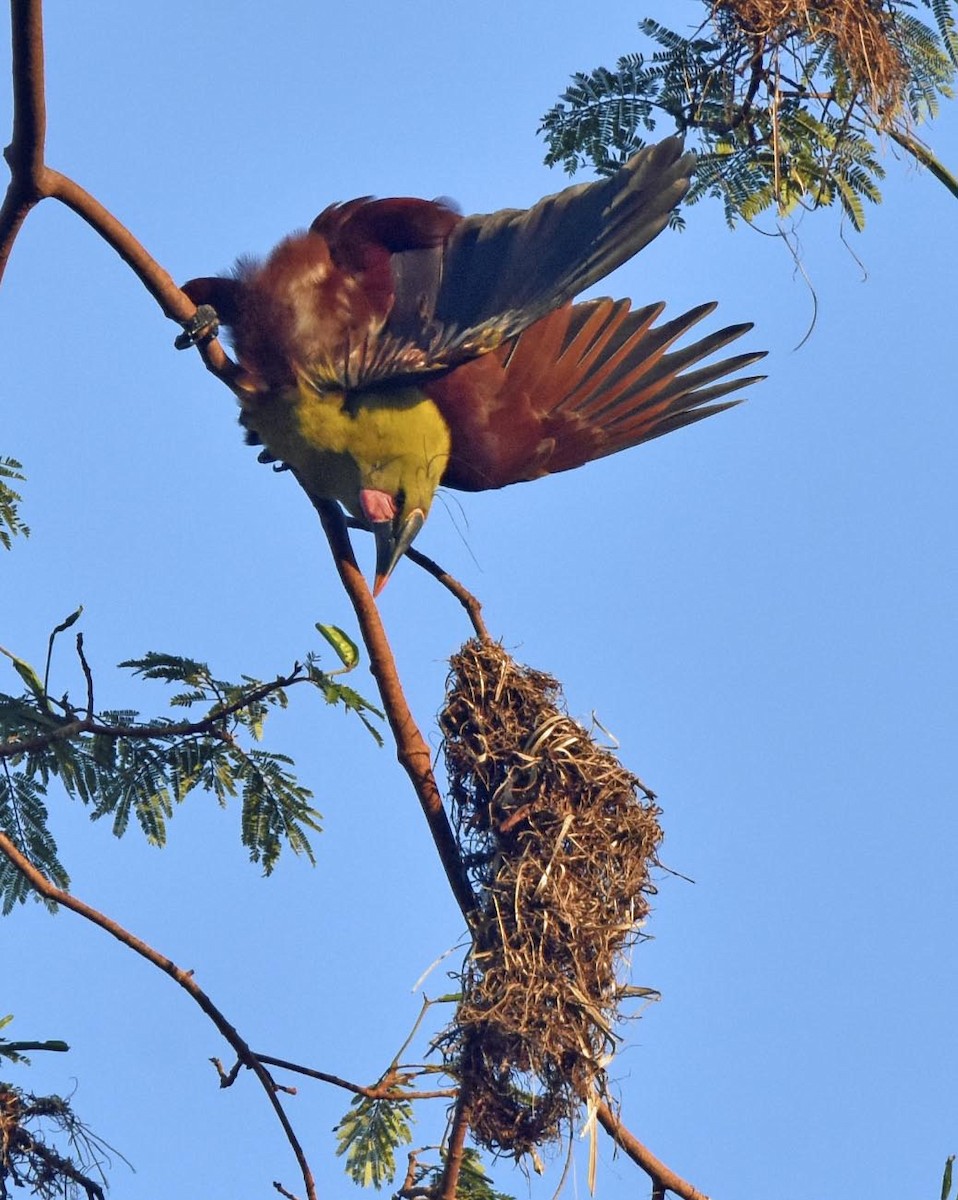 Olive Oropendola (Amazonian) - Tini & Jacob Wijpkema