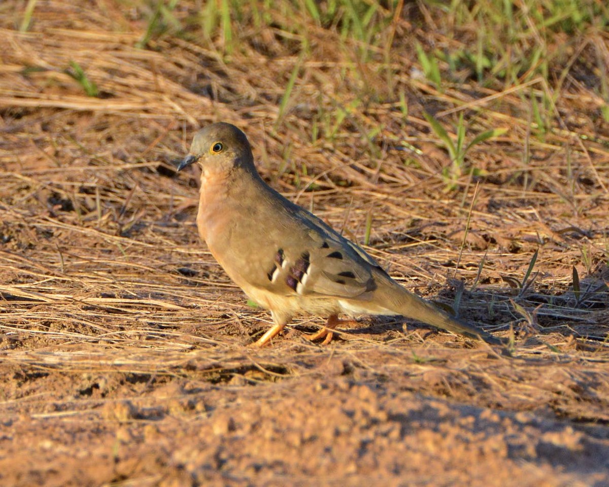 Long-tailed Ground Dove - ML205829041
