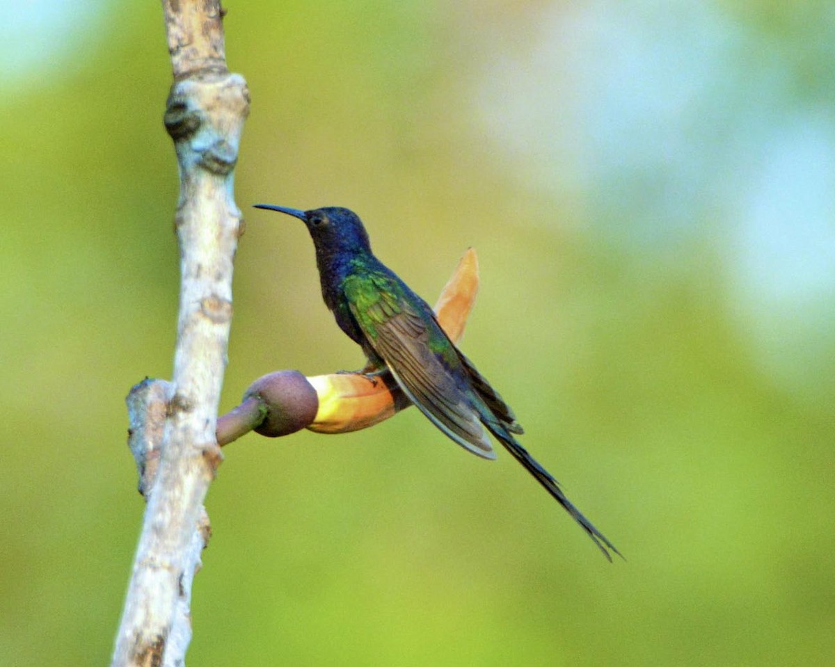 Swallow-tailed Hummingbird - Tini & Jacob Wijpkema