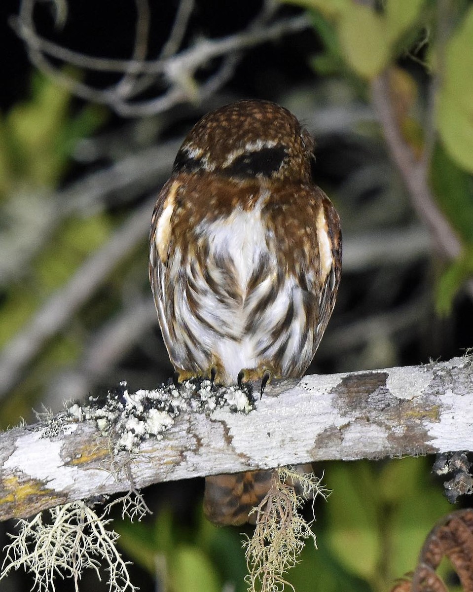 Yungas Pygmy-Owl - ML205829181