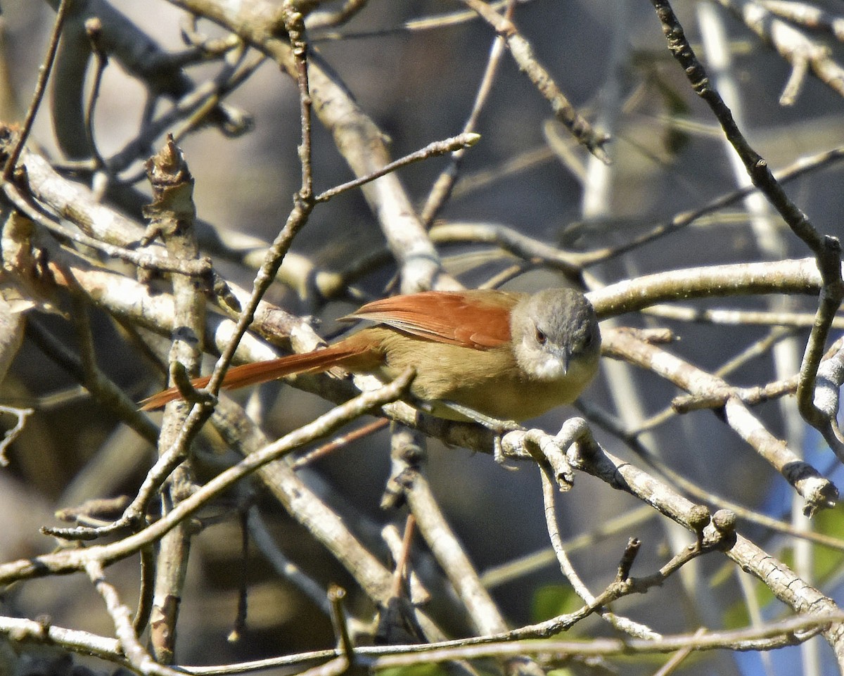 Plain-crowned Spinetail - ML205829351