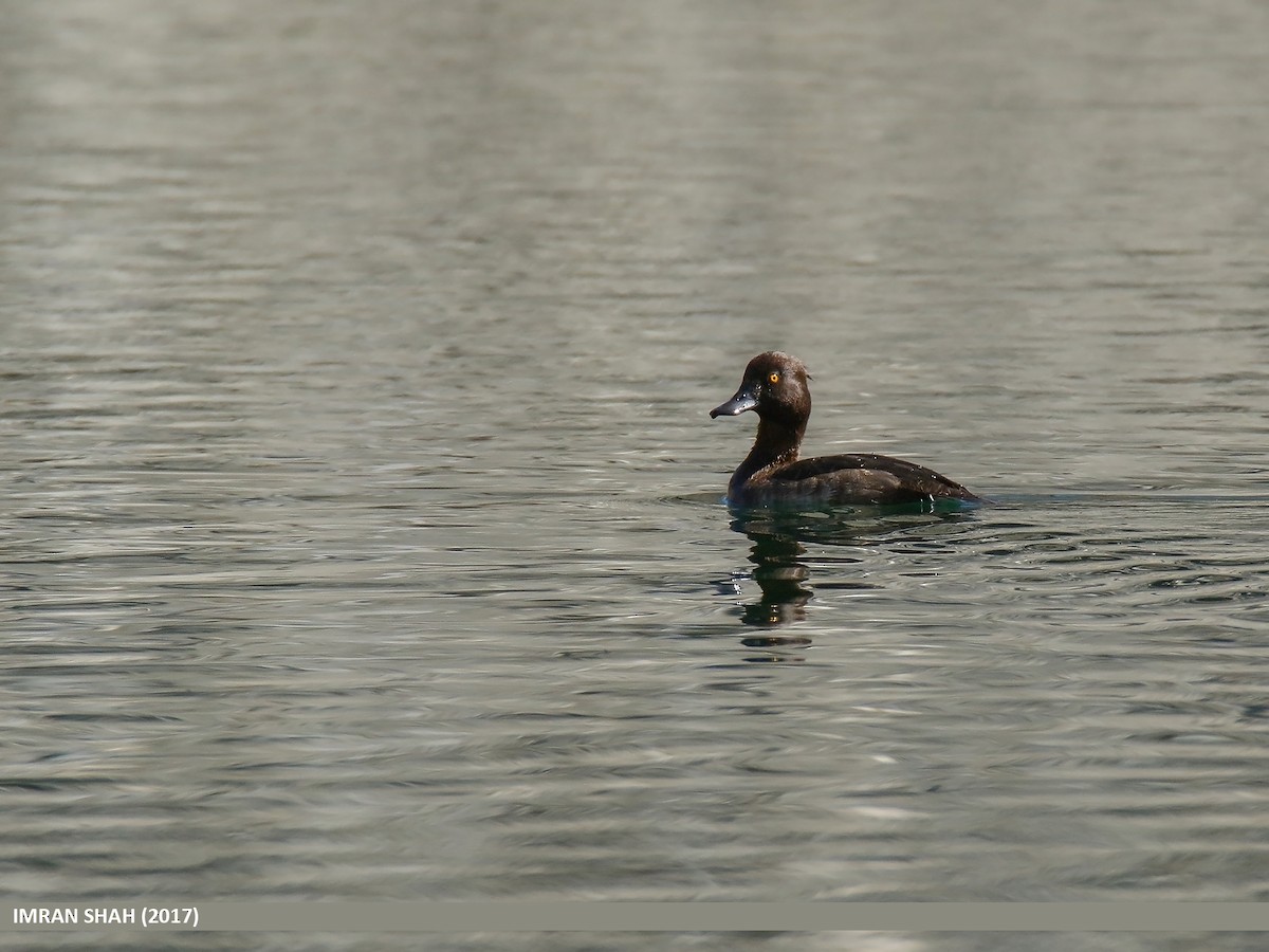 Tufted Duck - ML205830541