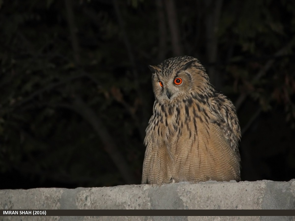 Eurasian Eagle-Owl - Imran Shah