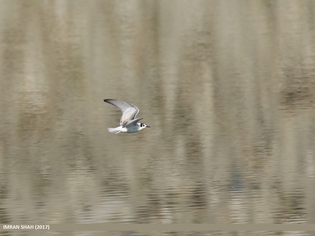 White-winged Tern - ML205831011