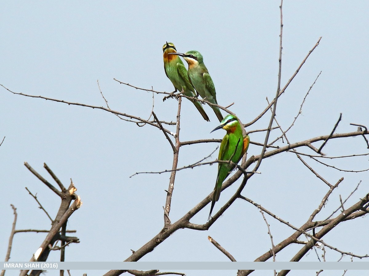 Blue-cheeked Bee-eater - Imran Shah