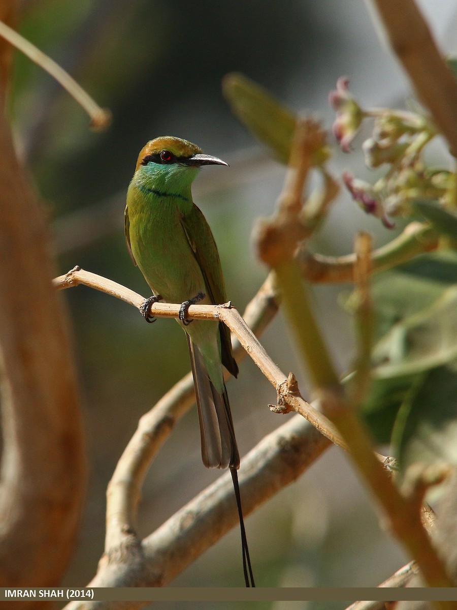 Asian Green Bee-eater - Imran Shah