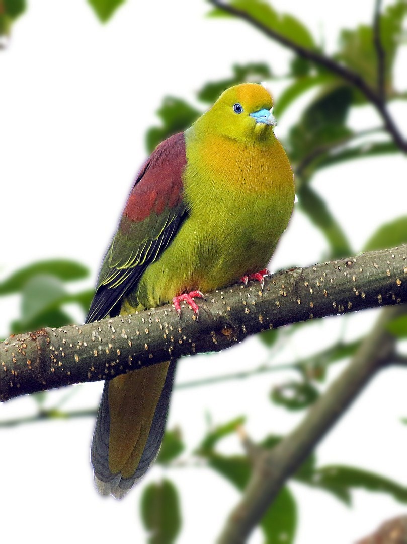 Wedge-tailed Green-Pigeon - Soumyadeep  Chatterjee
