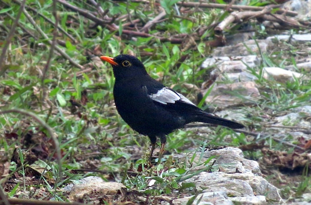Gray-winged Blackbird - Soumyadeep  Chatterjee