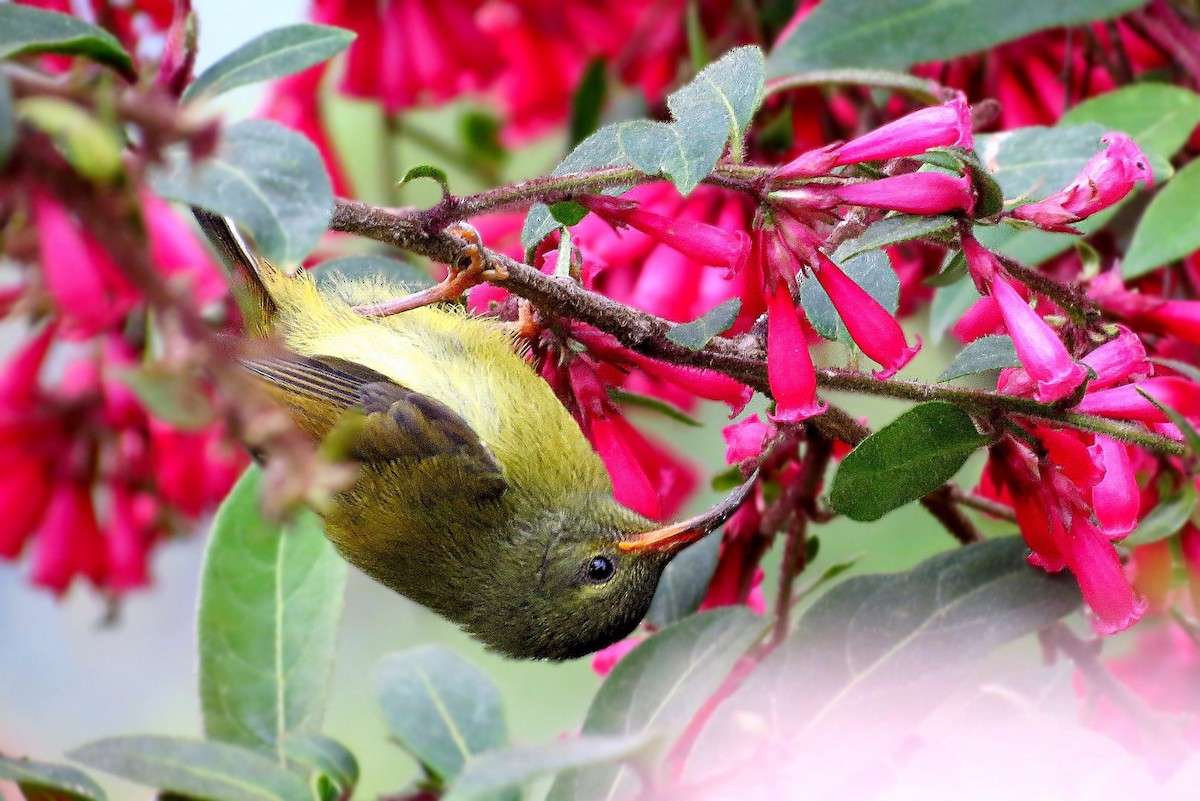 Green-tailed Sunbird (Green-tailed) - Soumyadeep  Chatterjee