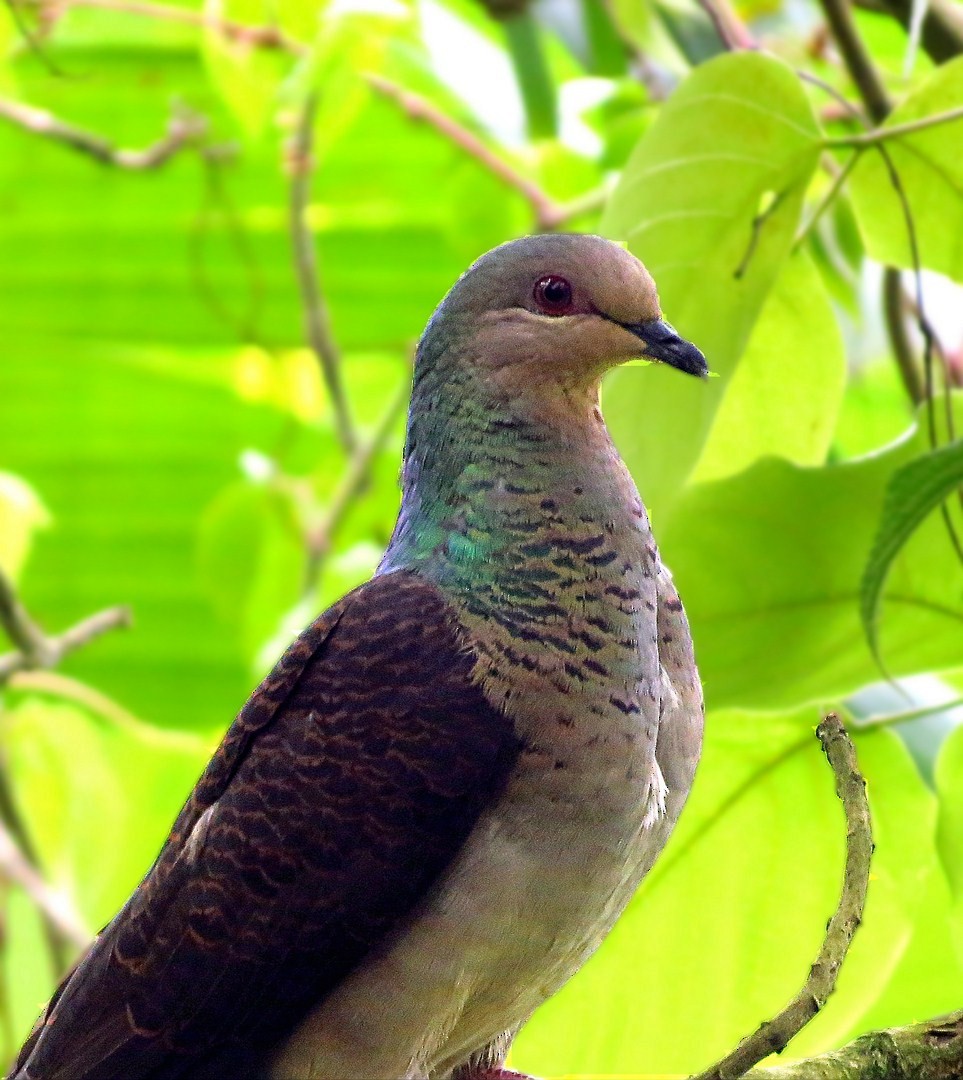 Barred Cuckoo-Dove - ML205831211