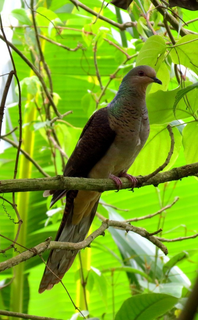 Barred Cuckoo-Dove - Soumyadeep  Chatterjee