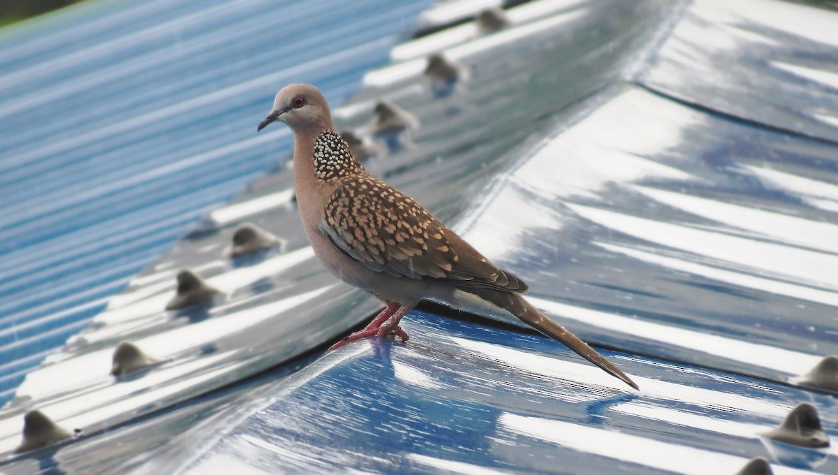 Spotted Dove - ML205831241