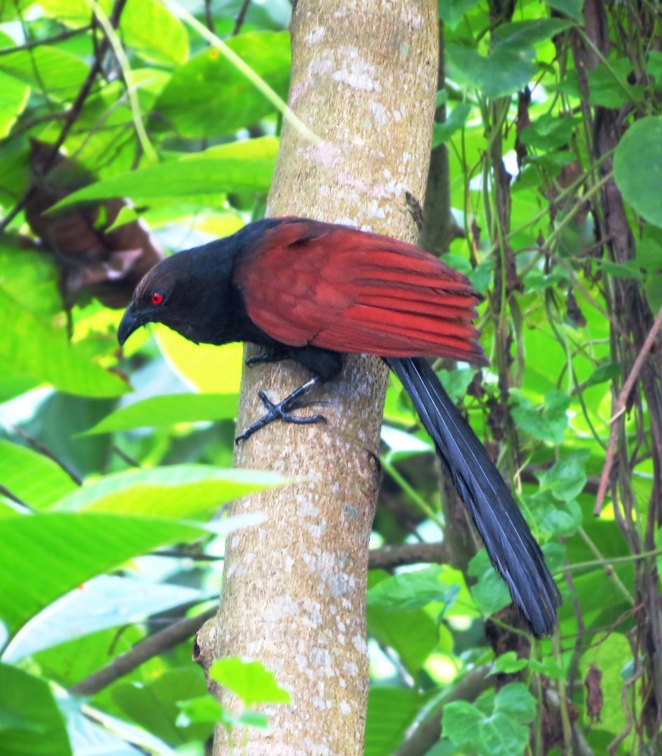 Greater Coucal - ML205831251